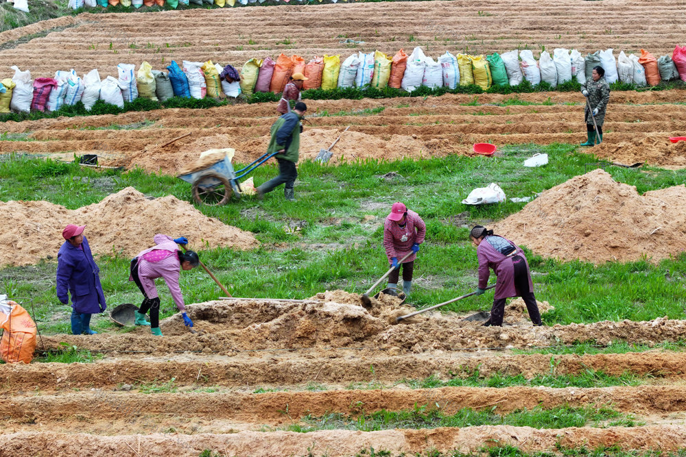 春耕春播、农业、产业、竹荪、食用菌