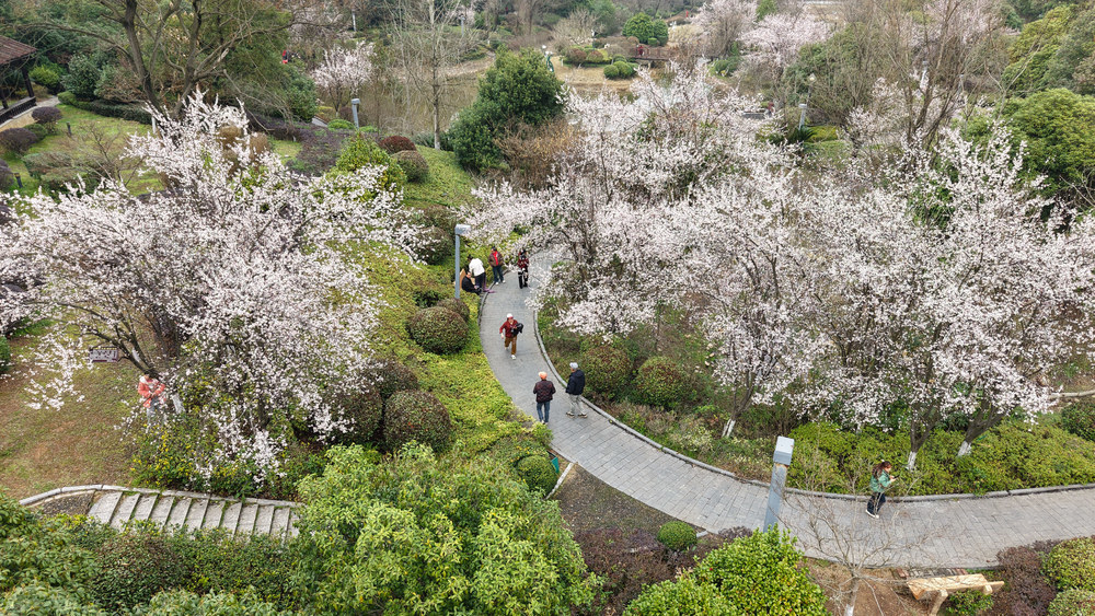 紫叶李  绽放 春天 公园  游玩