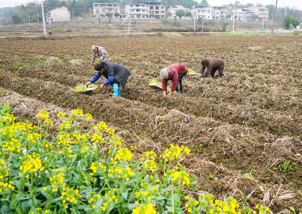 春耕  生产  秧苗  农民  田间  劳作