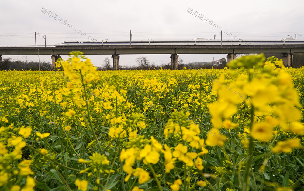 高铁  动车组  油菜花  春天  画卷