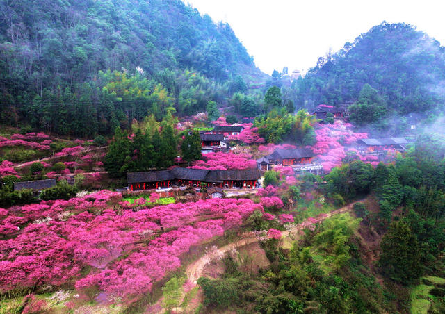 樱花，旅游，乡村，新农村，