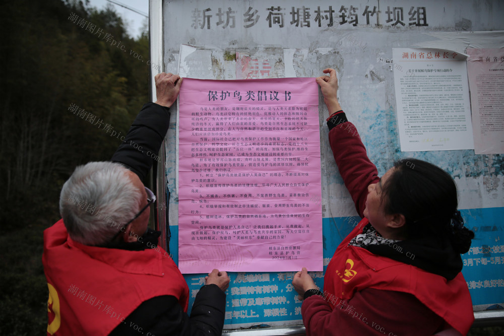 湖南桂东 千年鸟道护鸟飞 志愿者 贴 保护鸟类倡议书