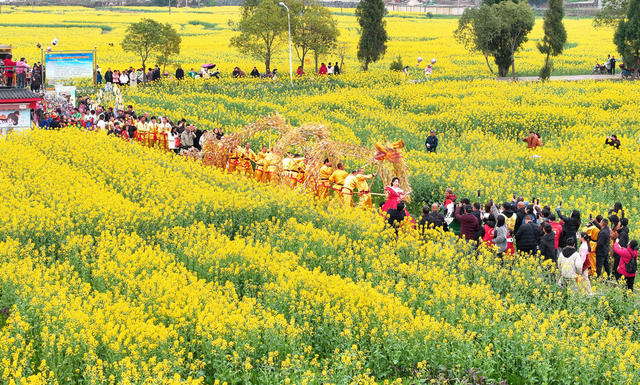 油菜花 春意 春光 