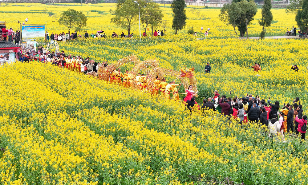 油菜花 春意 春光 