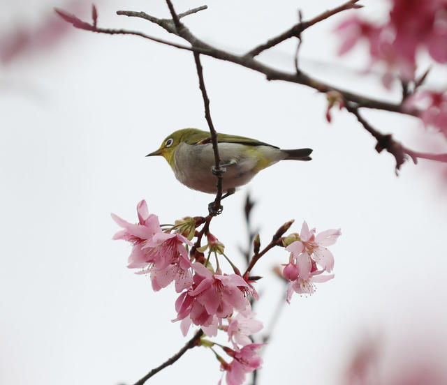 樱花 小鸟 游客