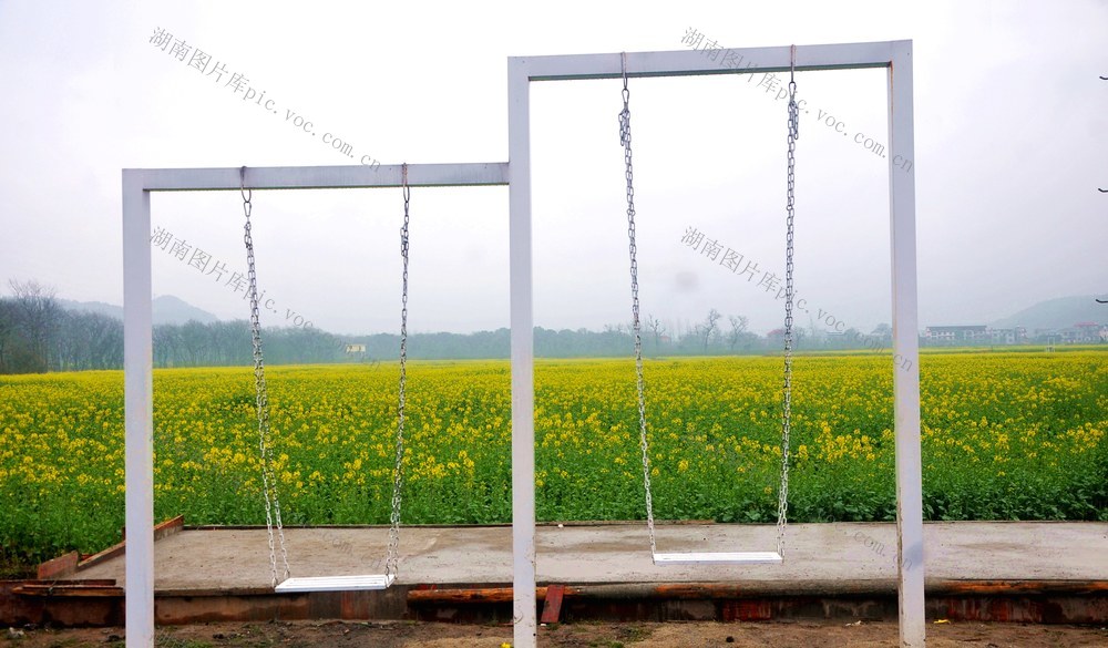 油菜花  打卡  风景