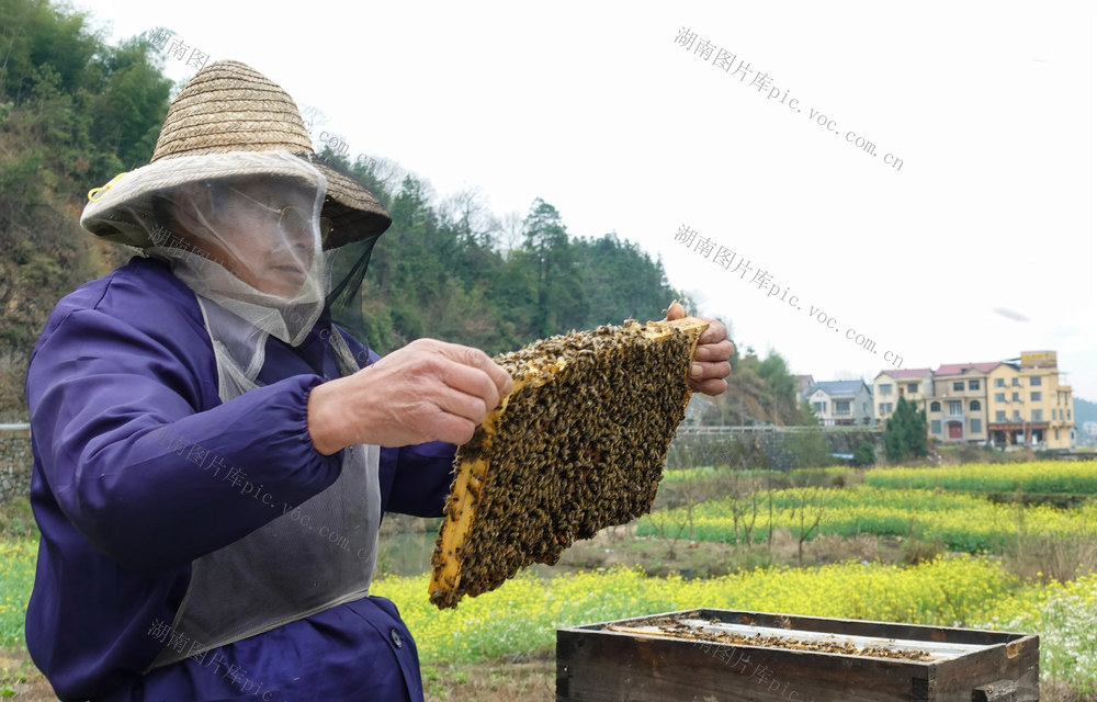 春暖花开  酿蜜忙