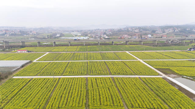  油菜花 和美乡村 生态美 产业兴 乡村振兴