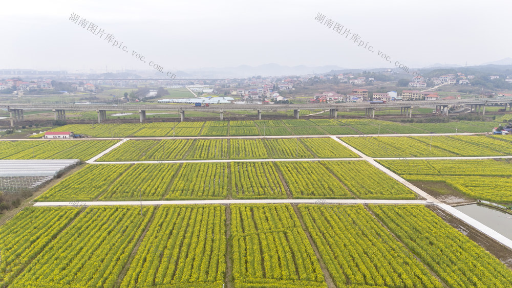  油菜花 和美乡村 生态美 产业兴 乡村振兴