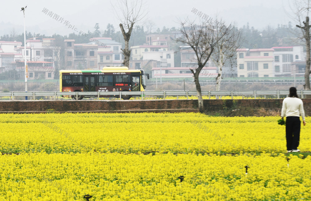 嘉禾：绿色公交进乡村