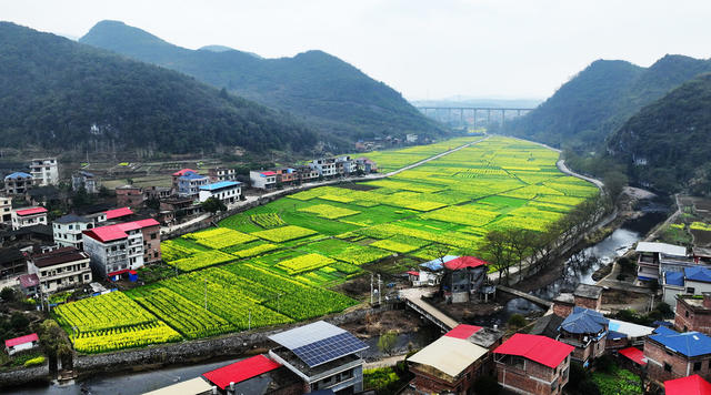 油菜花开
