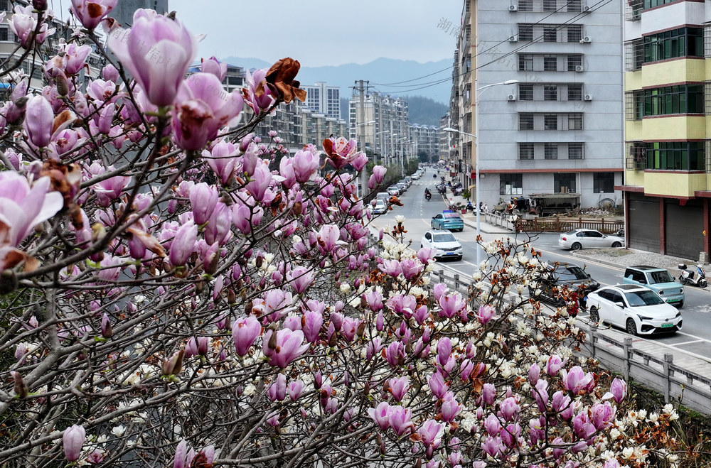 湖南桂东 玉兰 山城 美