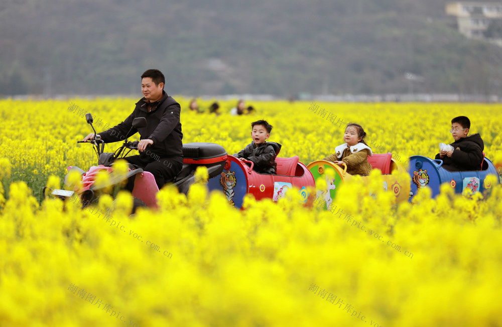资兴  蓼江  稻油轮作  油菜花海  乡村旅游  乡村振兴
