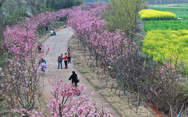 樱花 游客