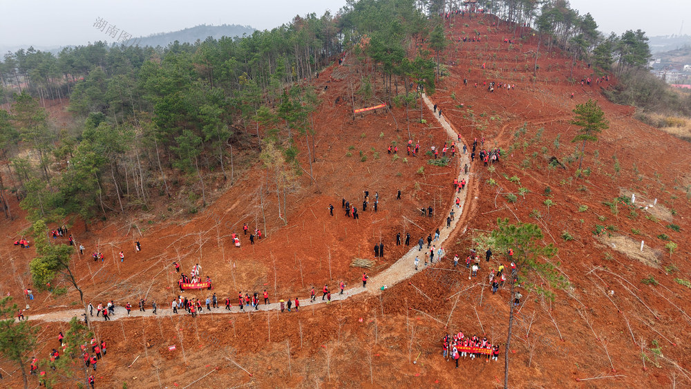 植树  青山  义务  志愿  生态