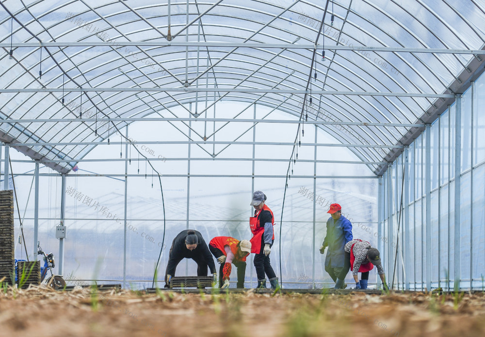早稻
育秧
道县