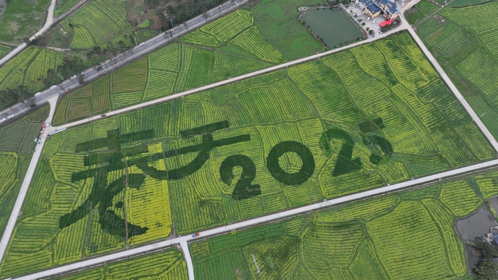 女企业家   油菜花   赏花