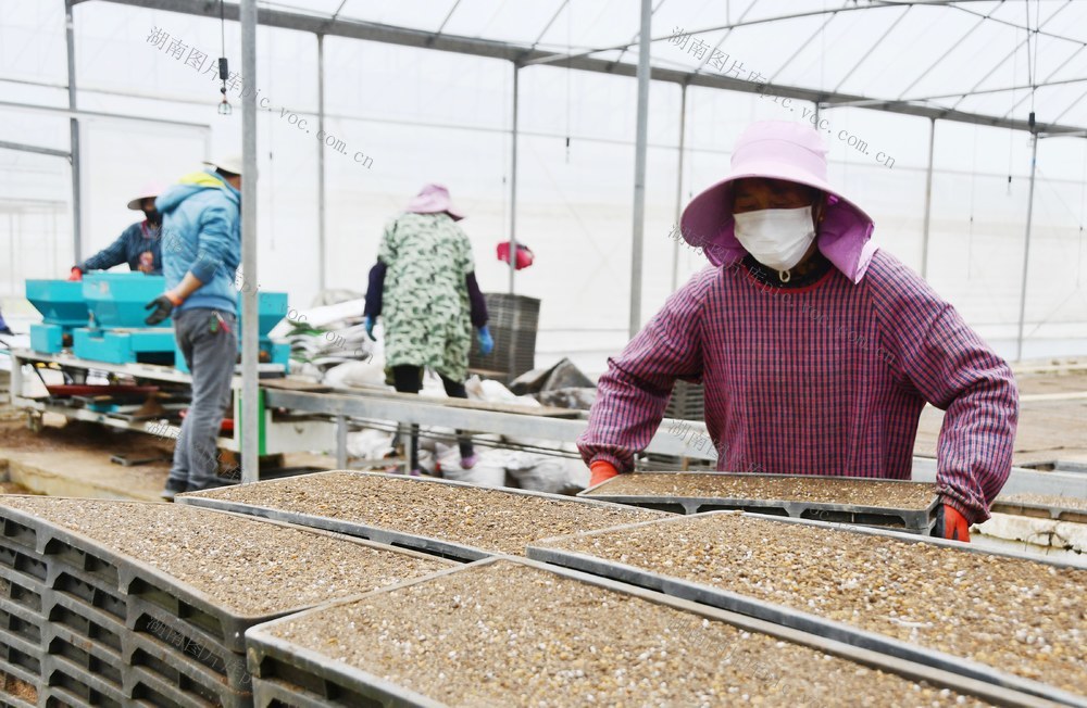 水稻机械育秧备耕忙