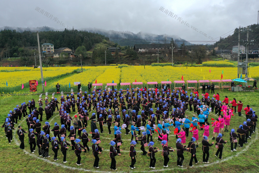 油菜花节 村民 载歌载舞 赏花游玩 美丽经济 现代农业 融为 互动 