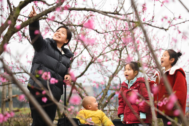 嘉禾：桃花绽放迎客来