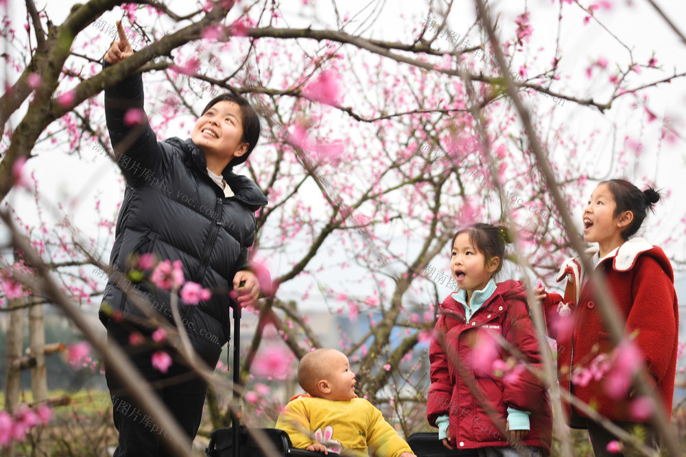 嘉禾：桃花绽放迎客来