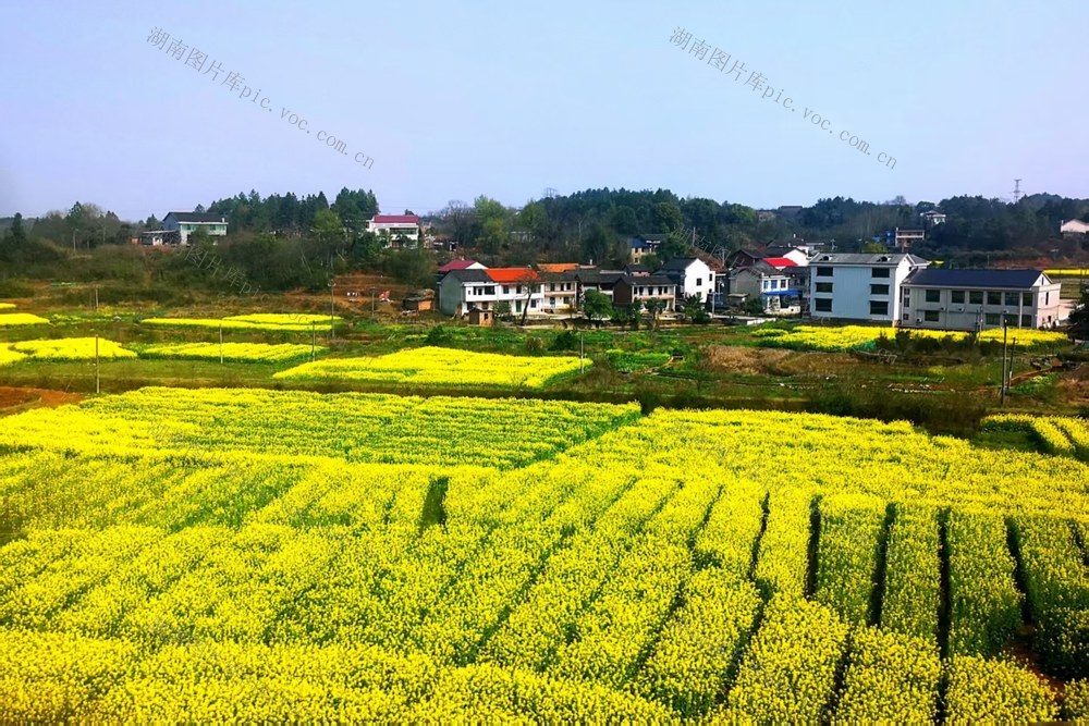 春日  油菜花 乡村  美丽风光