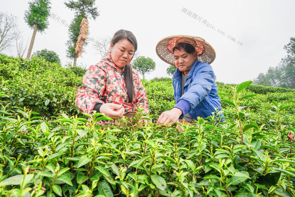 隘口村苗疆茶谷  茶农开始采摘春茶  绿茶“第一口鲜”