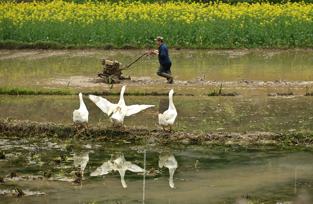 春耕　农业生产　人勤春早