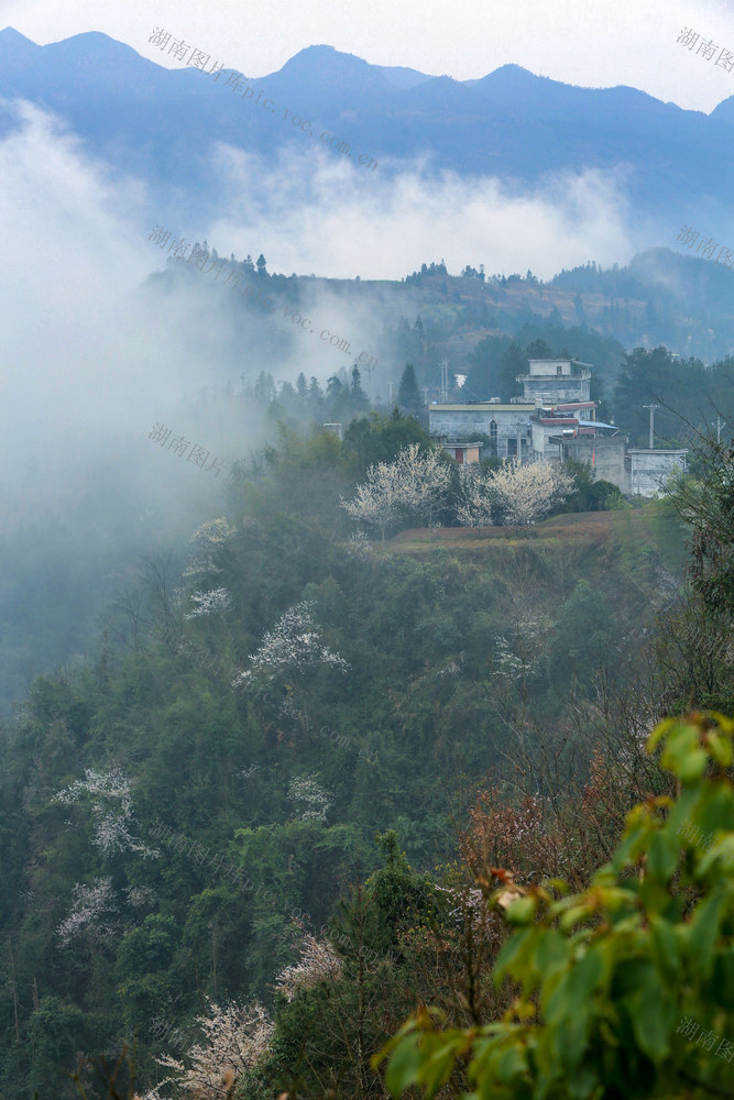 湖南，龙山，春天，山寨，云雾，山花，民居