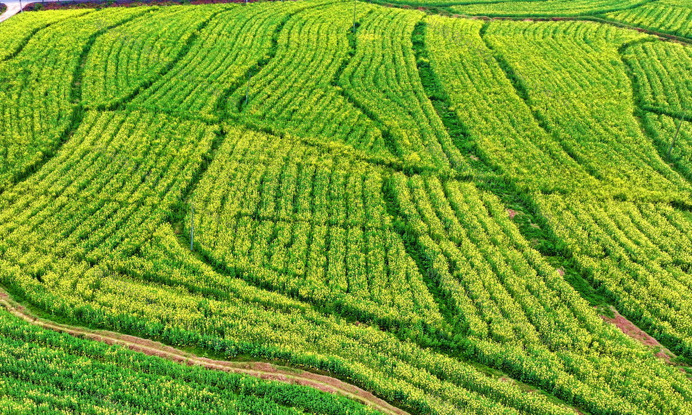 油菜花囗开囗田园囗美