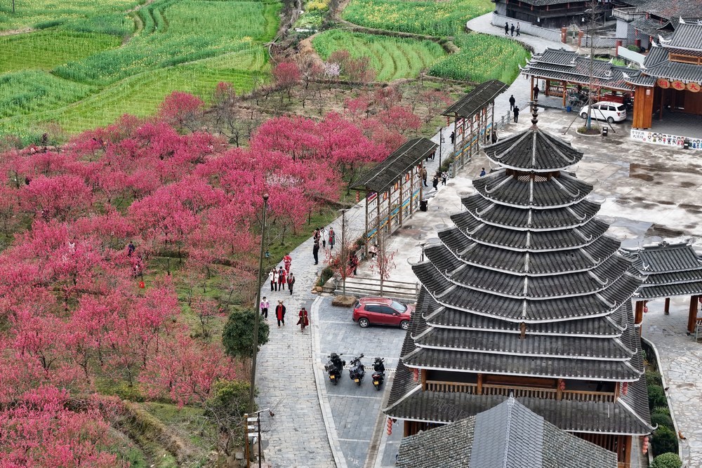 春天、梅花、旅游、经济