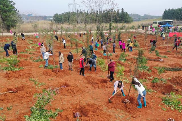 生态  绿色  经济  植树  造林