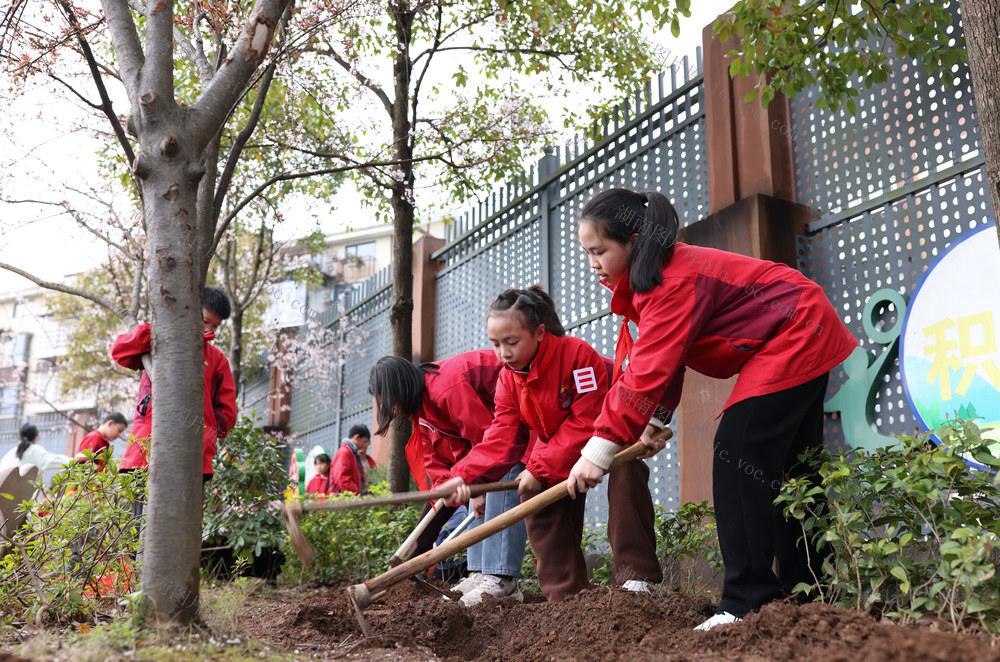 植树 劳动教育  植树节