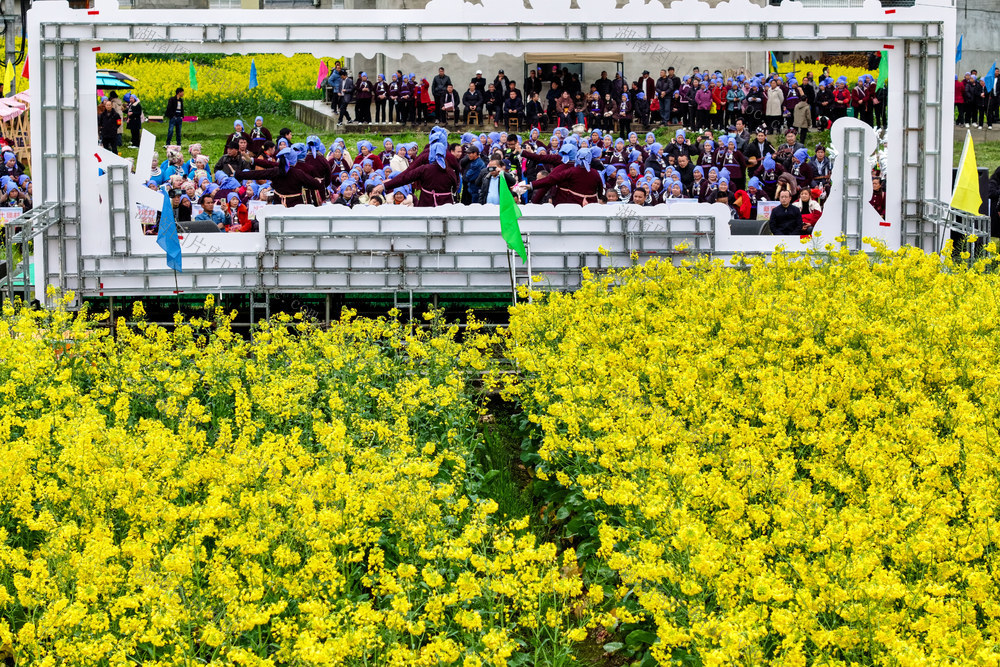 花海 油菜花 油菜花节 粮油 农业