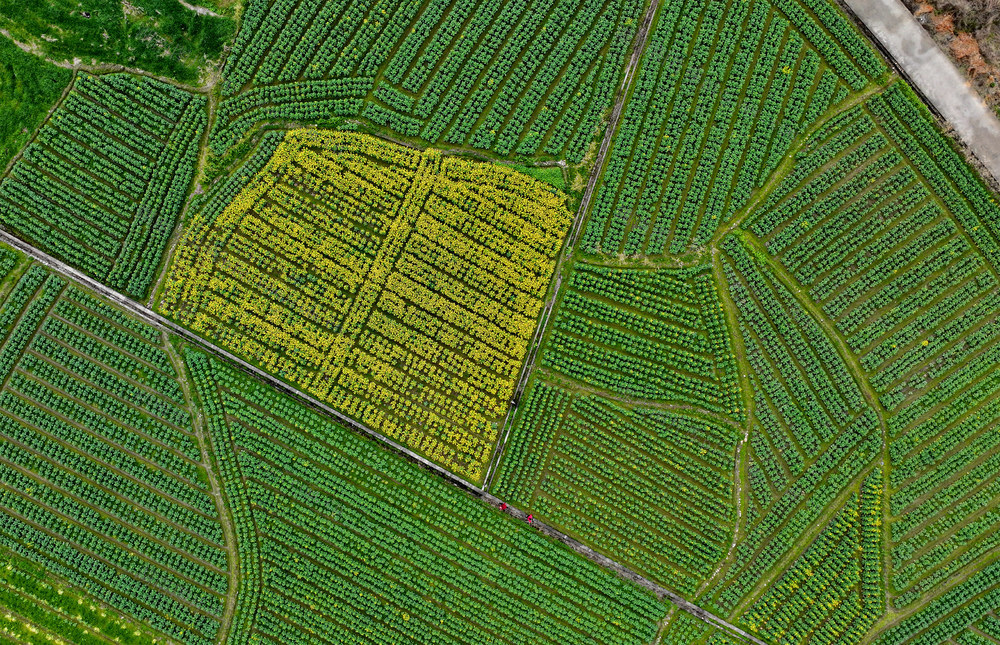 湖南桂东 春花 乡村 美 阡陌耕地