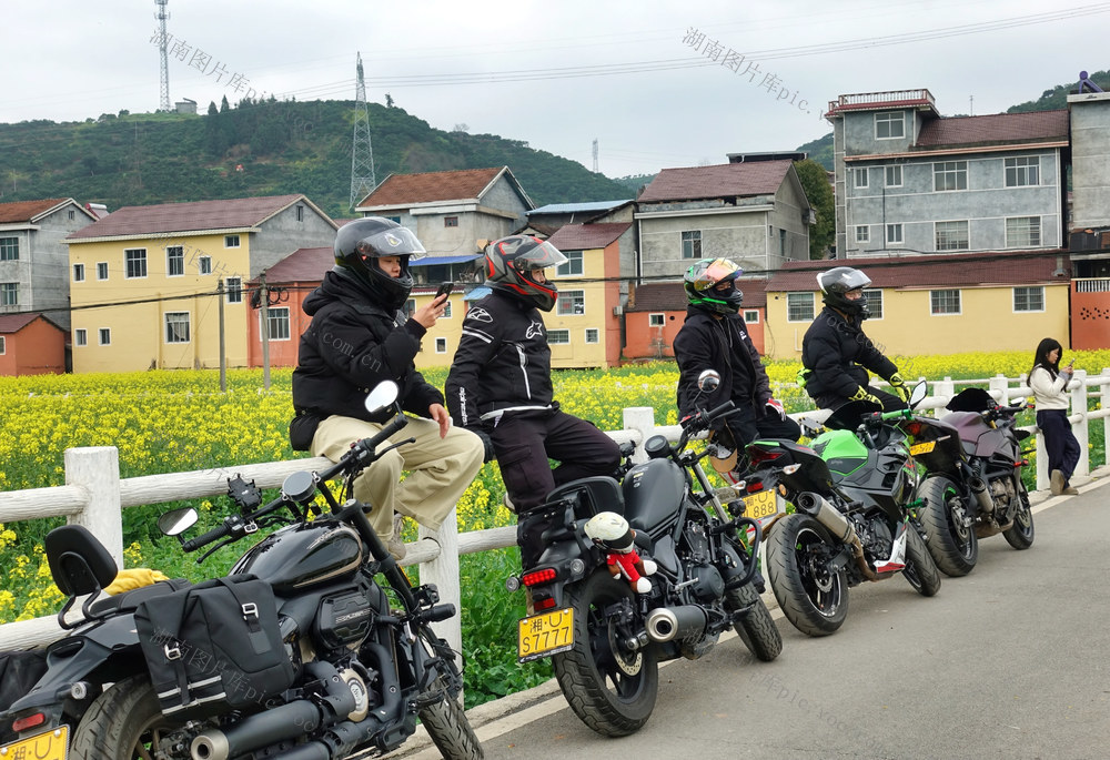 油菜花开  引客来