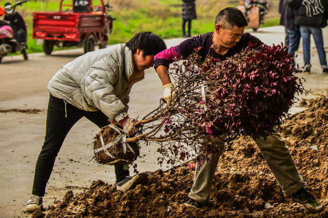 植树   绿化