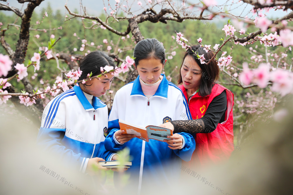 桃花  相伴  阅读  书香
