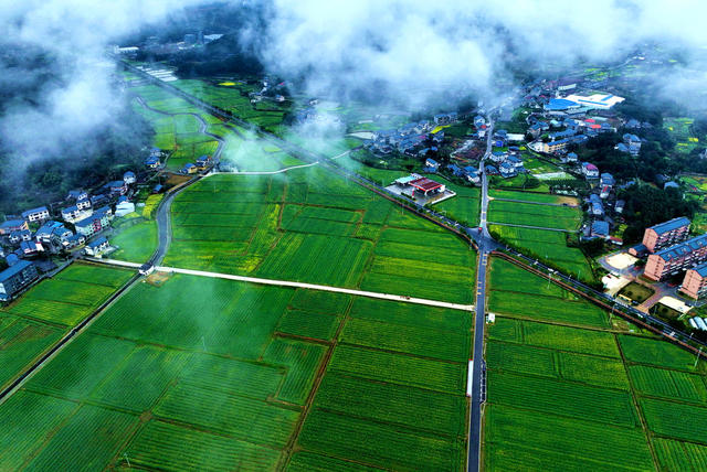 油菜花，旅游，乡村，新农村，