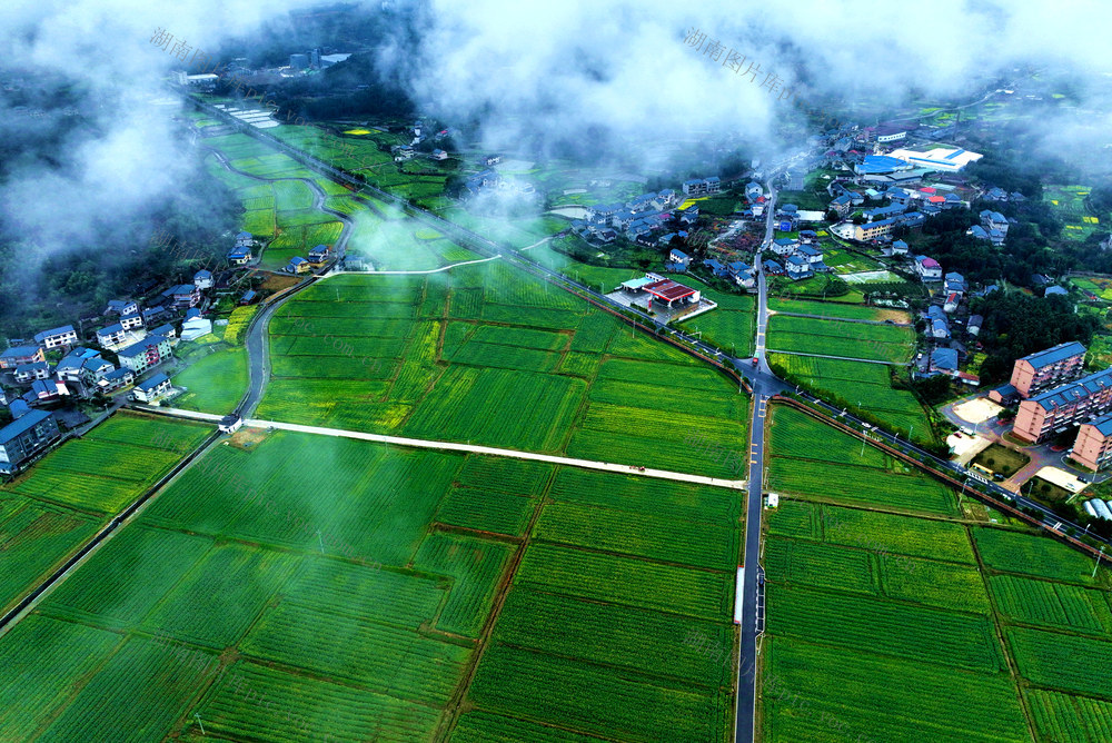 油菜花，旅游，乡村，新农村，