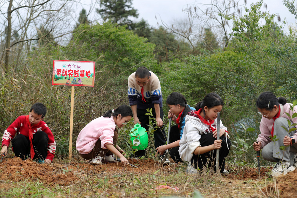 植树移花 校园学生 德育教育 劳动实践 绿色希望 体验 生态家园

