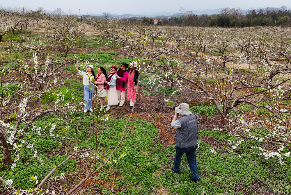李子花  春天  花开  白色  游客  旅游  风景