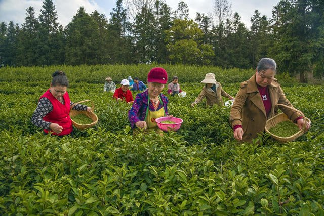 茶园采茶