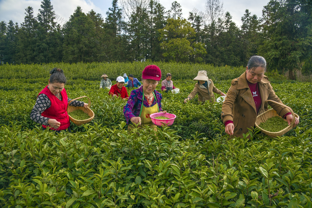 茶园采茶