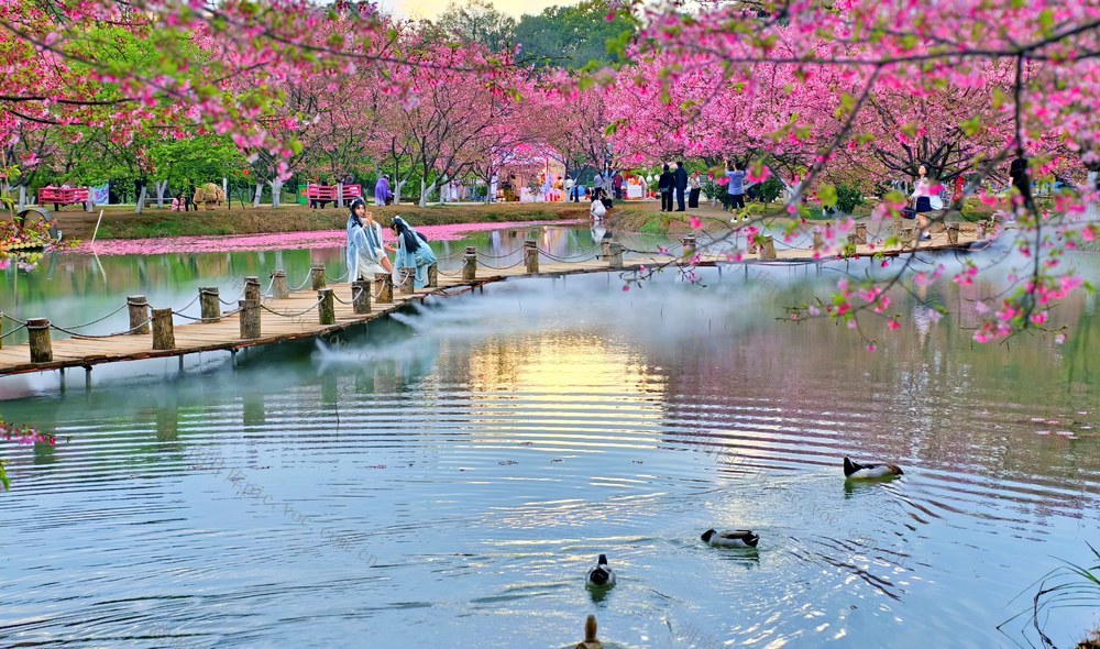 湖南  常宁  罗桥  樱花园  风光