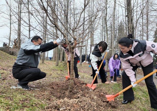 植树 张家界 天子山