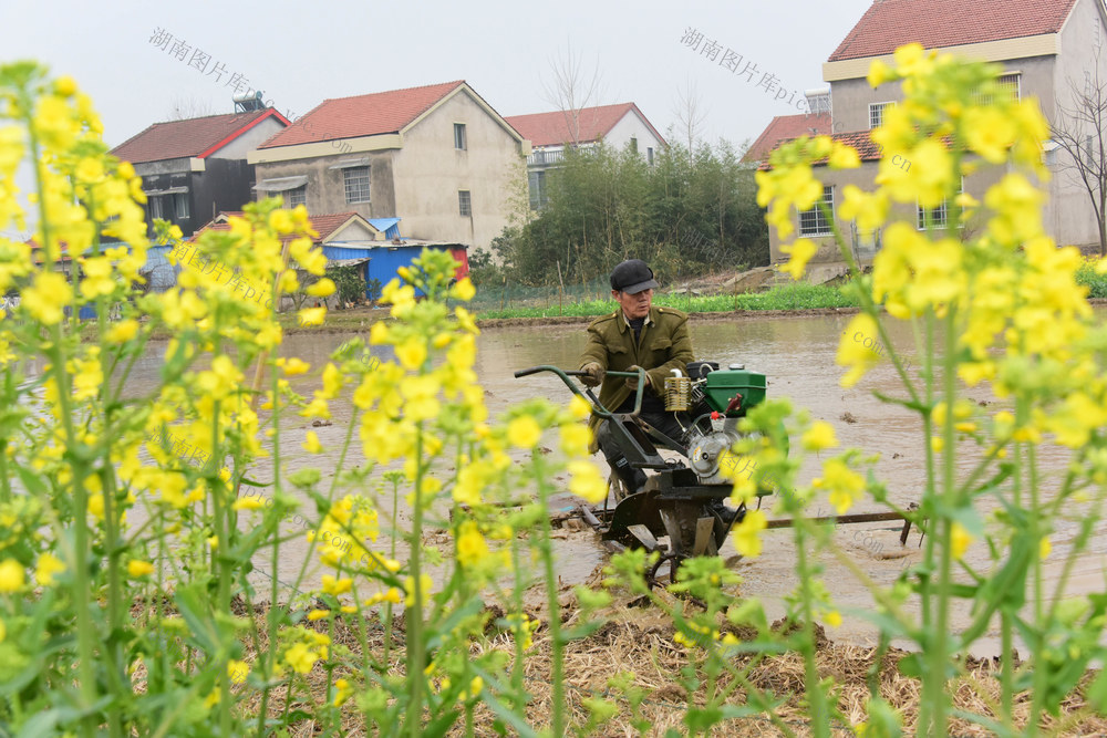 春耕生产  早稻种植  大田耕整  机械化