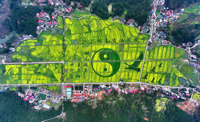 衡阳 油菜 花海  景色美