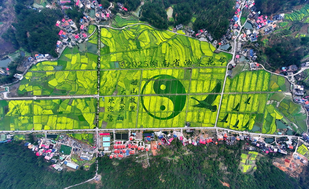 衡阳 油菜 花海  景色美