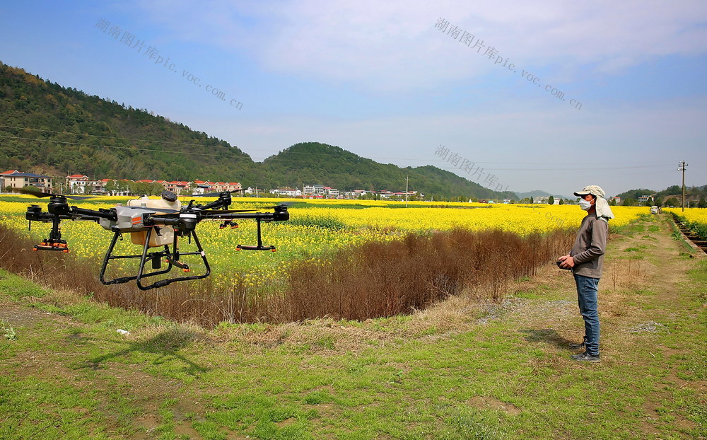 农用 无人机  助力 油菜花开